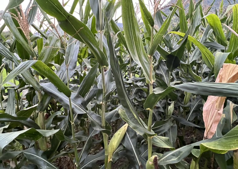 2026年黑龙江省春季秸秆还田离田作业技术指导意见