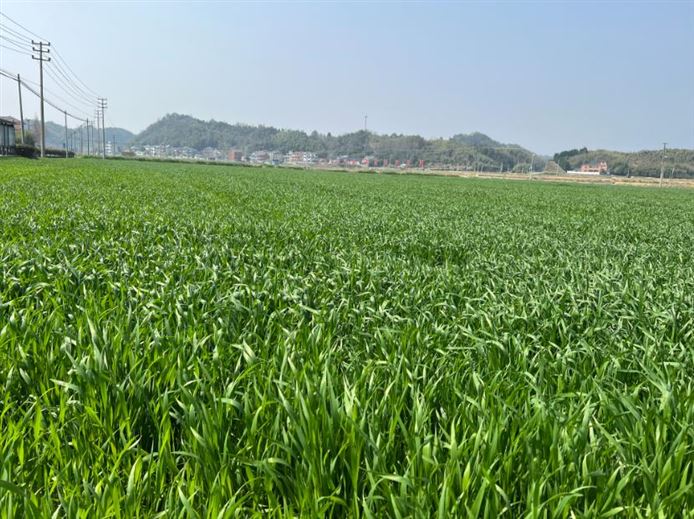 2026年河北省强农惠农政策明白纸之耕地地力保护补贴